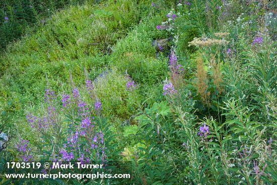 Fireweed on disturbed slope