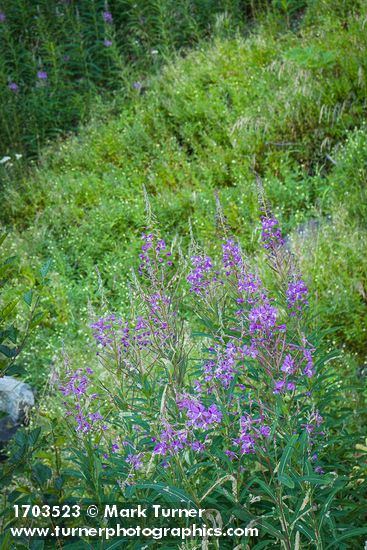 Fireweed on disturbed slope