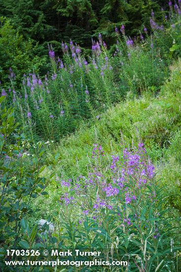 Fireweed on disturbed slope