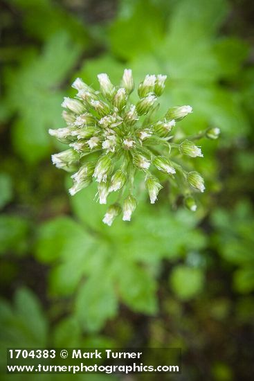 Coltsfoot flower buds detail