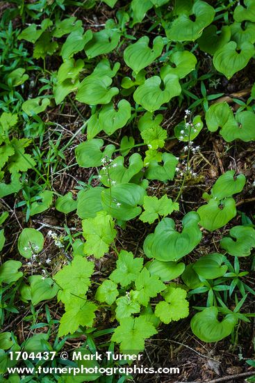 Foamflower w/ May Lily foliage