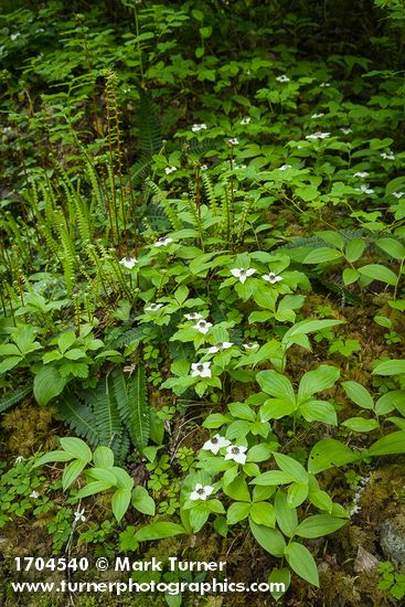 Bunchberry w/ Deer Ferns