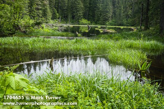 Slough Sedge in Myrtle Lake wetland