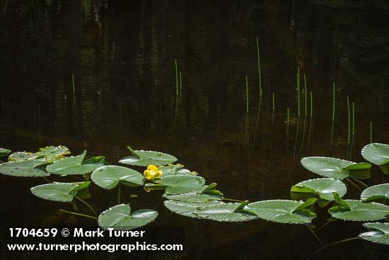 Yellow Pond Lilies