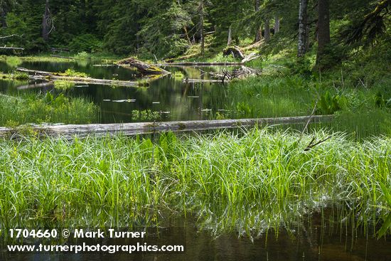 Slough Sedge in Myrtle Lake wetland