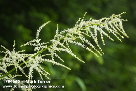Goatsbeard blossoms