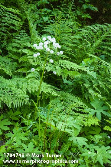Coltsfoot, in seed, among Lady Ferns & Deer Fern