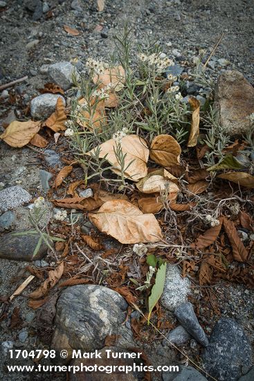 Pearly Everlasting w/ Black Cottonwood leaves on gravel bar