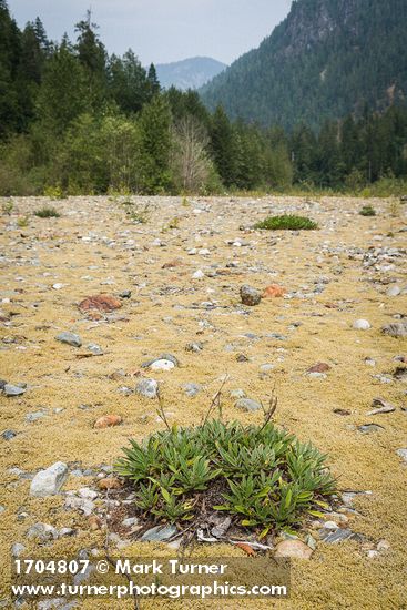 Silverleaf Phacelia basal leaves among moss on Baker River gravel bar