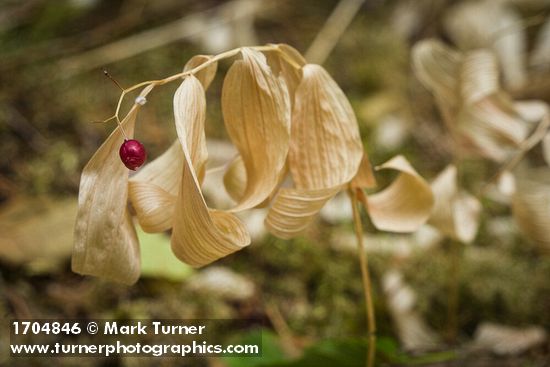 Star Solomon's Seal fruit & dry foliage