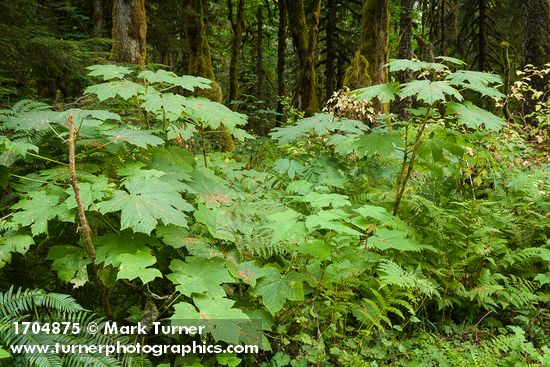 Devil's Club foliage