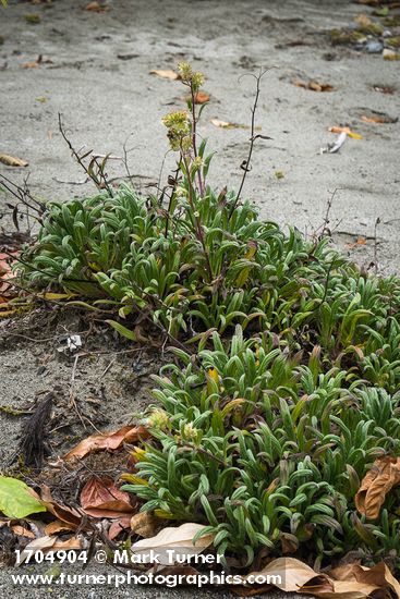 Silky Phacelia foliage on sandy soil