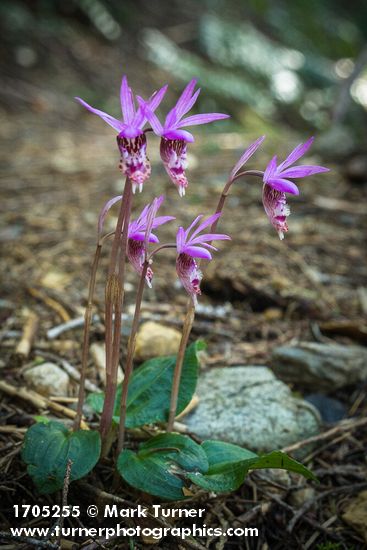 Calypso Orchids