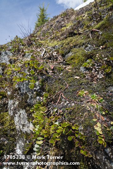 Kinnickinnick on rock outcropping