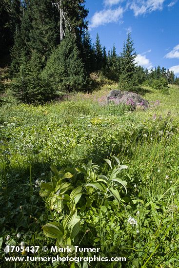 Green Corn Lilies, Sitka Valerian, Fireweed in subalpine meadow w/ Mountain Hemlocks bkgnd