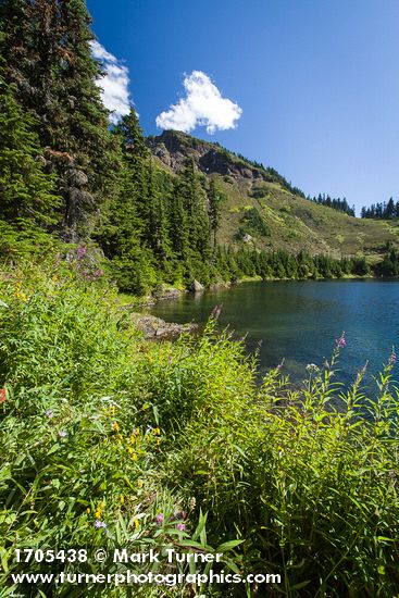 Fireweed, Mountain Arnica in subalpine meadow above Twin Lakes w/ Mountain Hemlocks bkgnd