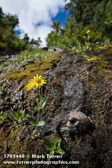 Mountain Arnica