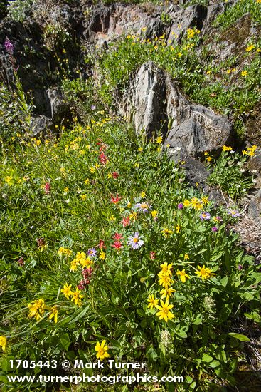 Mountain Arnica, Columbine, Wandering Daisies