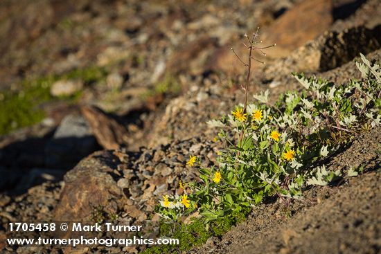 Mountain Arnica & Sweet Coltsfoot on scree slope