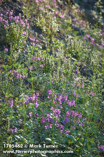 Red Willowherb, Sitka Valerian, White Small-flowered Paintbrush, backlit