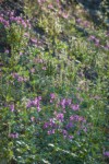 Red Willowherb, Sitka Valerian, White Small-flowered Paintbrush, backlit
