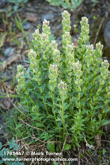 White Small-flowered Paintbrush