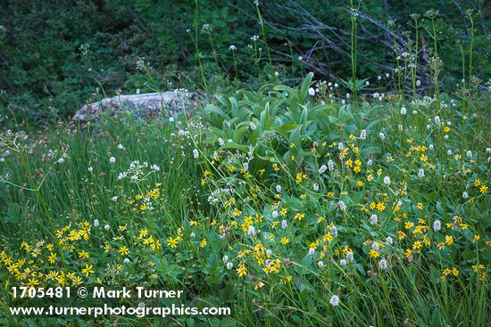 Mountain Arnica, American Bistort, Sitka Valerian, Green Corn Lily foliage