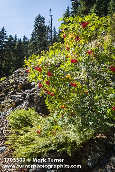Sitka Mountain Ash in fruit w/ Alpine Lady Ferns