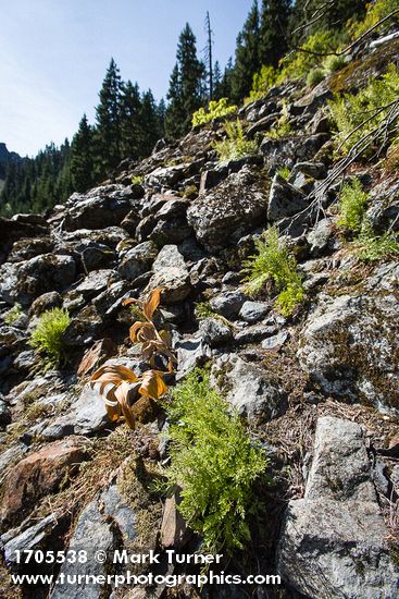 American Parsley Ferns on talus slope