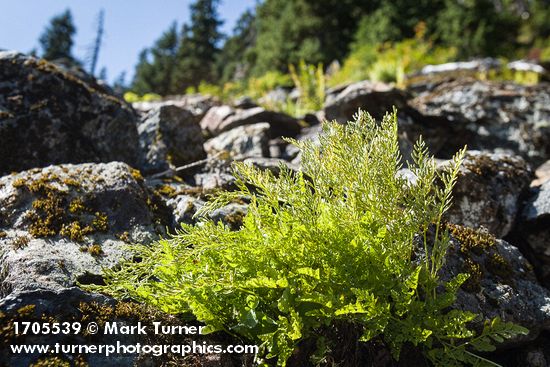 American Parsley Fern