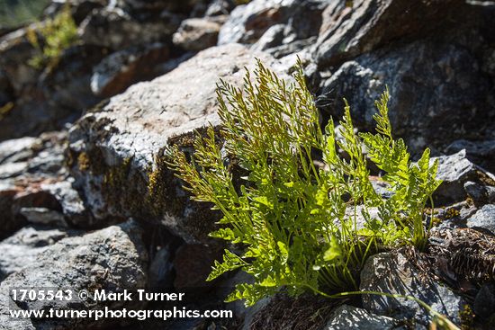 American Parsley Fern