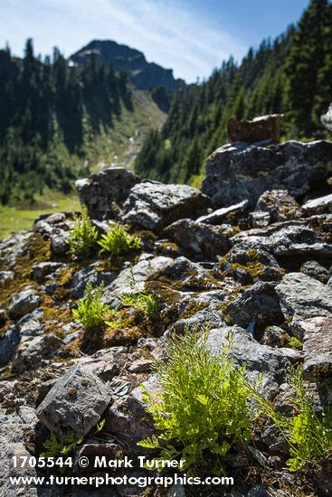 American Parsley Ferns on talus slope