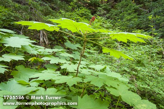 Devil's Club foliage & fruit