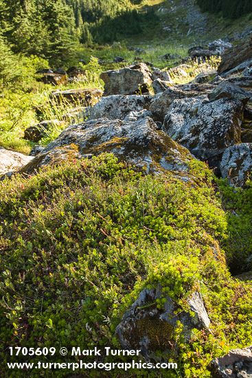 Partridgefoot foliage on talus boulders