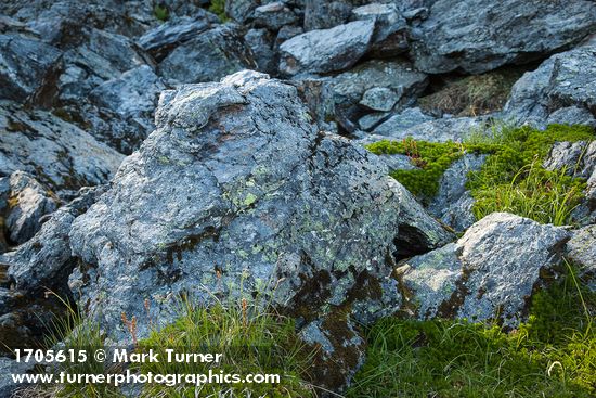 Partridgefoot foliage & Sedge at base of talus boulder