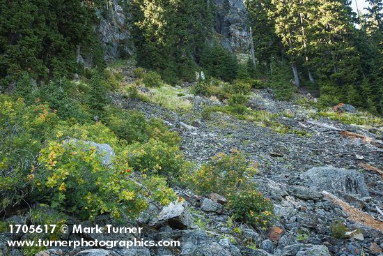 Sitka Mountain Ash, in fruit, on talus slope