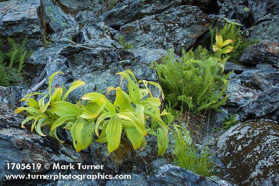 Green Corn Lily foliage, Alpine Lady Ferns among talus boulders