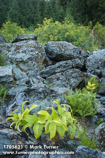 Green Corn Lily foliage, Alpine Lady Ferns among talus boulders