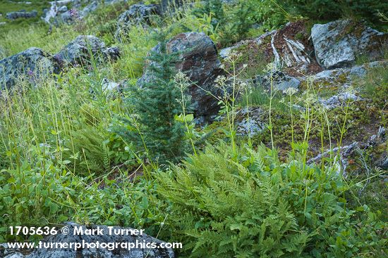 Alpine Lady Ferns w/ Sitka Valerian (in seed)