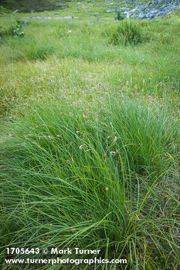 Showy Sedge in subalpine meadow