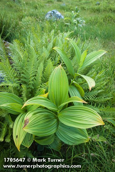 Alpine Lady Ferns w/ Green Corn Lily foliage