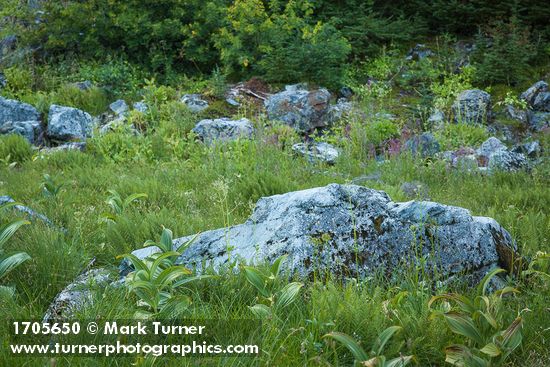 Green Corn Lilies & Showy Sedge among boulders in subalpine meadow