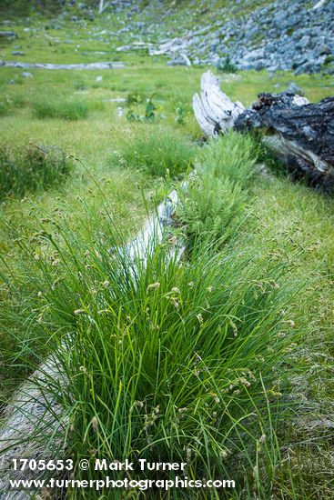 Showy Sedge in subalpine meadow