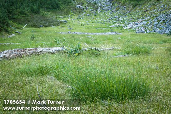 Showy Sedge in subalpine meadow