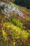 Green Corn Lilies, Sitka Mountain Ash among Huckleberries, early autumn