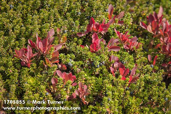 Crowberry among Cascades Blueberries