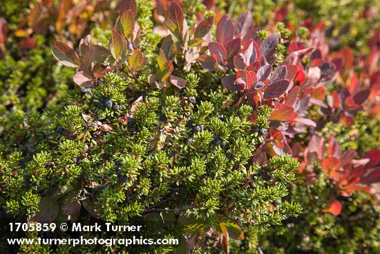 Crowberry among Cascades Blueberries