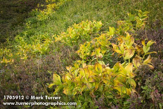 Green Corn Lilies turning autumn gold