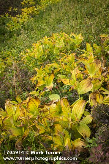 Green Corn Lilies turning autumn gold