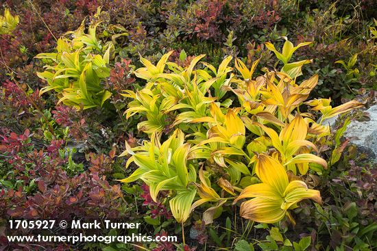 Green Corn Lilies turning autumn gold